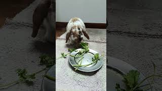 Download lagu Adorable Bunny Eats Coriander mp3