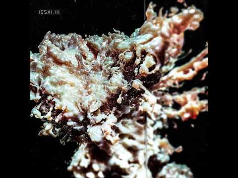 B2 | ISSXI.III | Sciahri | Black Mamba