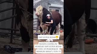 Download lagu Peternak wanita cantik sukses ternak sapi #shorts #animals #bull #cow mp3