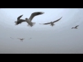 Seagulls Attack Beach Funny Videos 2015