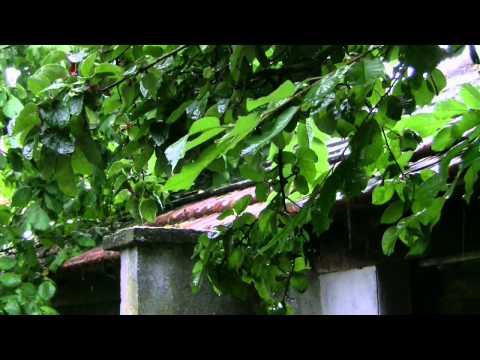 Pluie et orage au Jardin - Rain sounds and Thunderstorm in the Garden (1 heure - 1 hour) - ASMR
