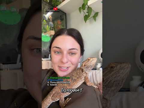 Топ 5 лучших питомцев (кроме собак и кошек) 🐁