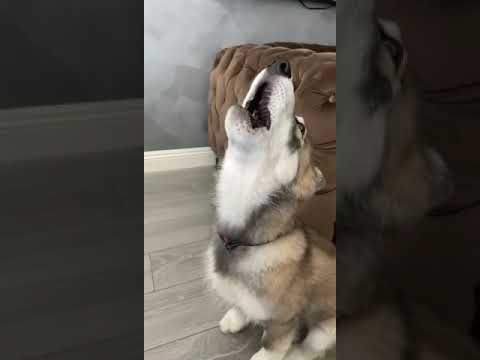 Wolf dog puppy howling