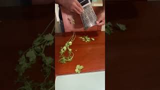 Download lagu Cilantro life hack #shorts mp3 Download lagu Cilantro life hack #shorts mp3