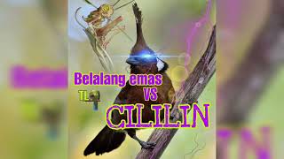 Download lagu Masteran cililin & belalang emas volume jernih mp3 Download lagu Masteran cililin & belalang emas volume jernih mp3