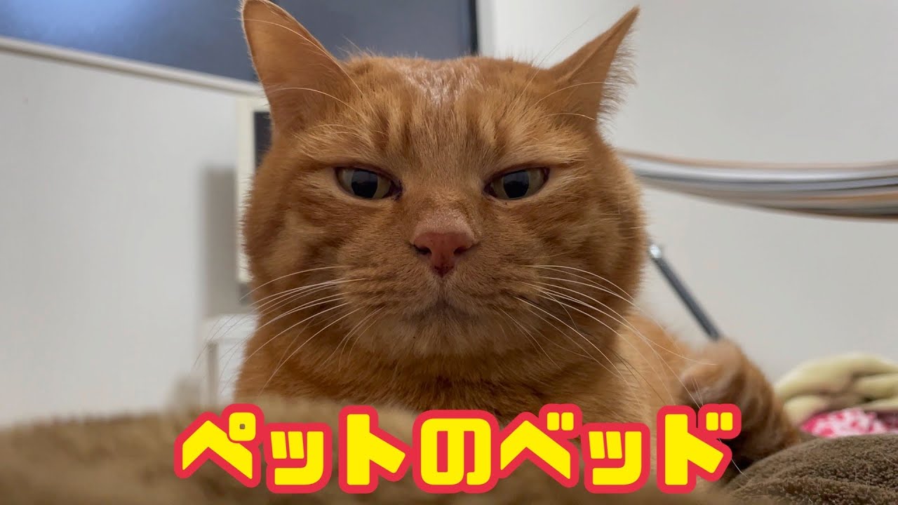 きんた様のナイトルーティン