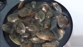 Download lagu Memasak lokan air tawar cara saya mp3 Download lagu Memasak lokan air tawar cara saya mp3