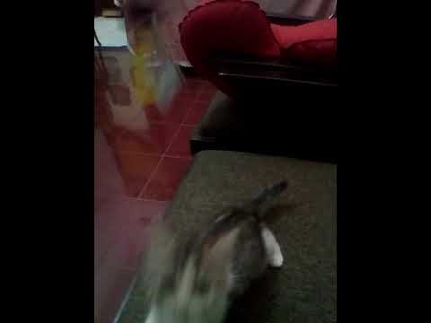 Oshin kitten main-main