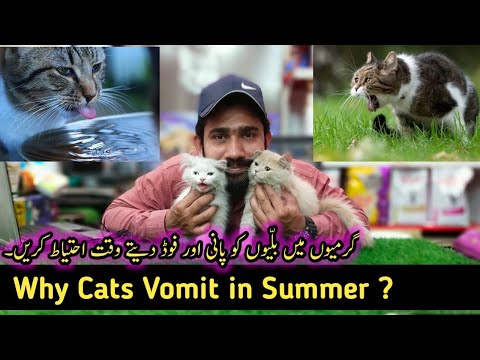 Why Cat Vomits After Eating 🤮 | Cat Not Drinking Water? Here is What to do