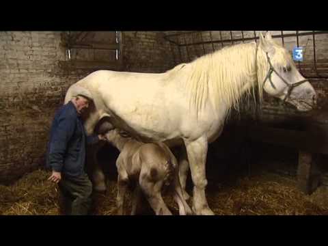 , title : 'Emile, 89 ans et une passion toujours dévorante pour les chevaux Boulonnais'