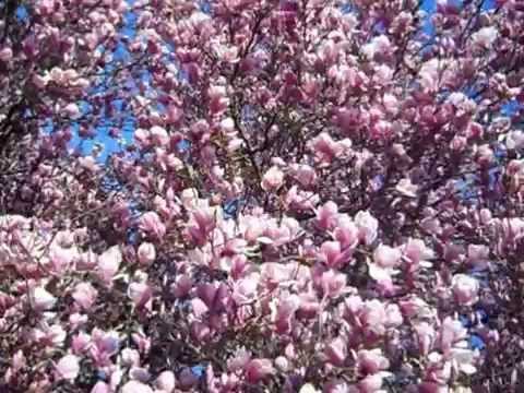 60 year old Magnolia trees in full bloom !