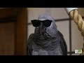 Meet Santos The Rapping Potty Mouth Parrot