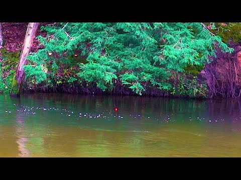 Michigan Salmon BOBBER DOWNS + SPINNER EATS! - King Salmon Run 2021