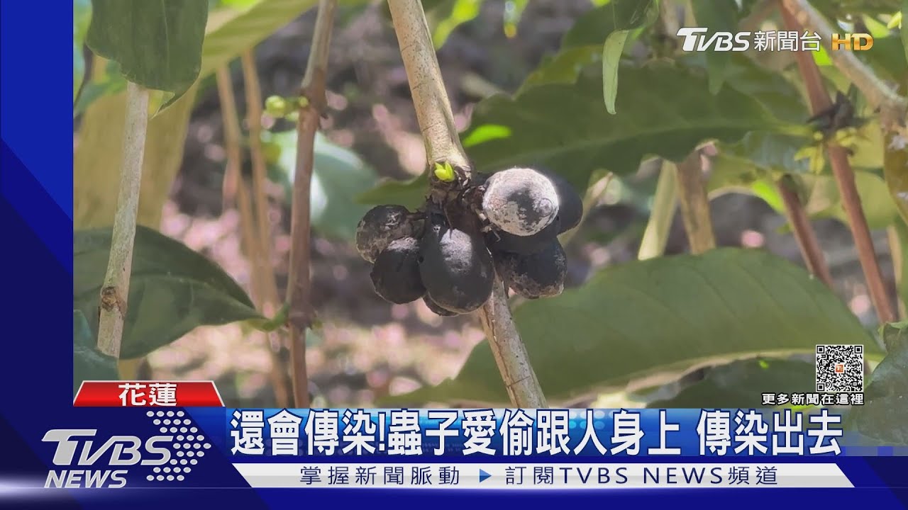 近10公頃! 果園遭「咖啡果小蠹」全面攻佔