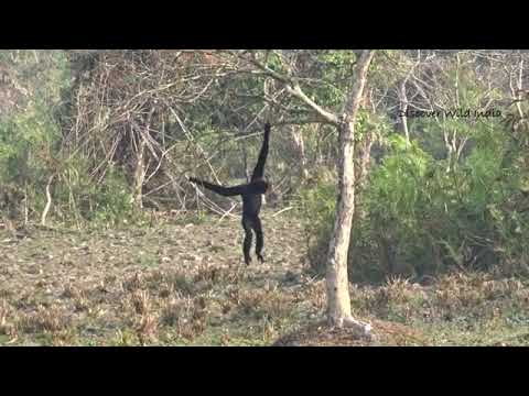 Hoolock Gibbon | The Gibbon Walking like Human | @funnytimes7563