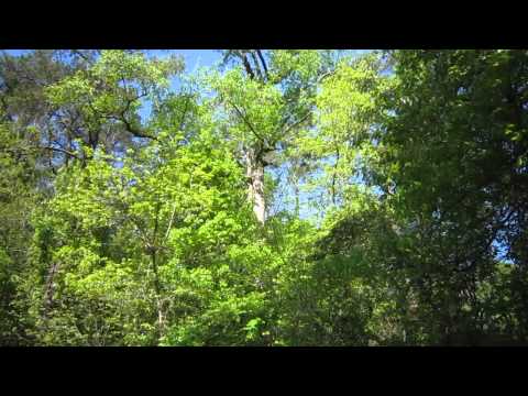 Ruby-crowned Kinglet and Blue-gray Gnatcatcher