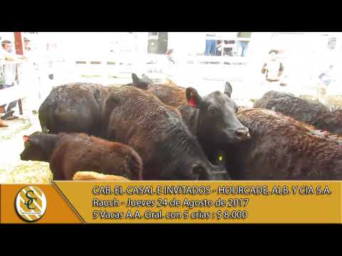 24-08-17 Venta de Vacas A.A. Grales. con crìa - Cabaña El Casal e Invitados - Rauch.