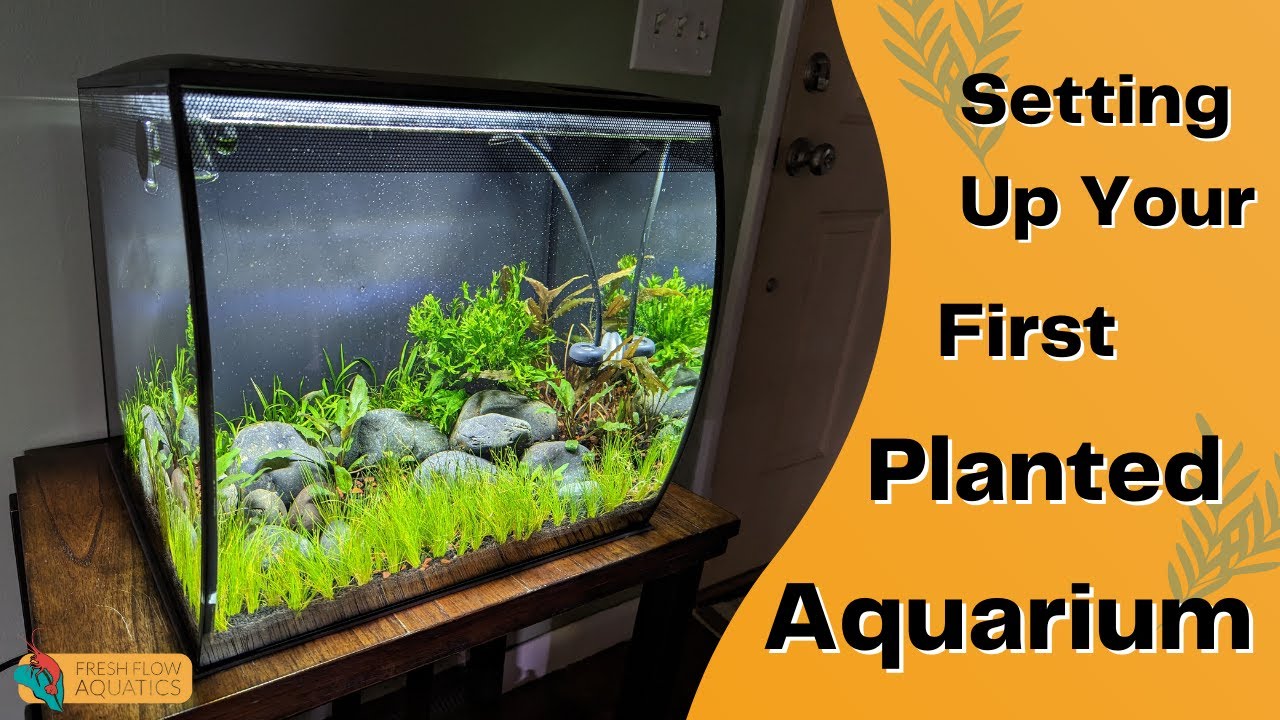 Easy Planted Aquarium Setup: A Beginner's Step-by-Step Guide
