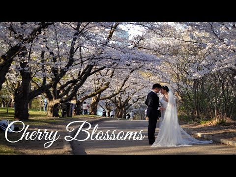 CHERRY BLOSSOMS in High Park | Canada | Nature's Beauty | Wakeup with SAYANI
