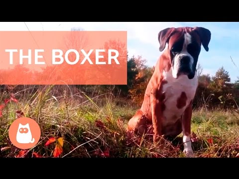Life Expectancy of Boxer Dogs - Average Boxer Dog Lifespan