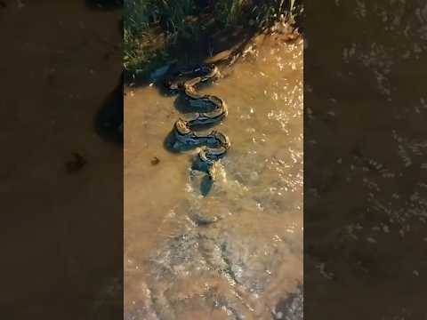 Com as fortes chuvas, Serpente sai da toca, em Atalaia-AL