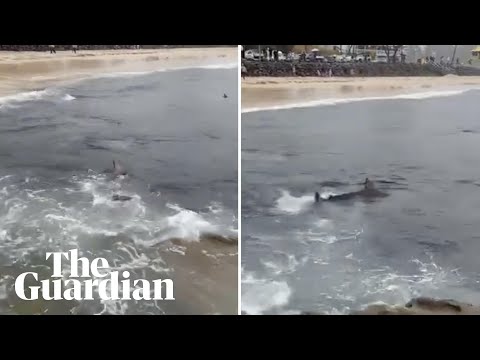 Footage shows shark feeding frenzy at Snapper Rocks in Australia's Gold Coast