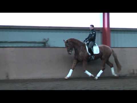 4 jähriger Wallach von Londontime x White Star x Argentan