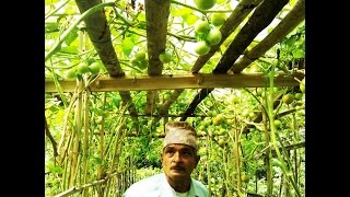 preview picture of video 'Commercial agriculture on hilly region of Nepal'