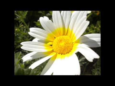 Isabel Campelo - Malmequer do Campo