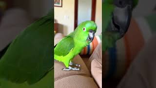 O ventilador virou festa de aniversário pro Bino 😂🎂🦜