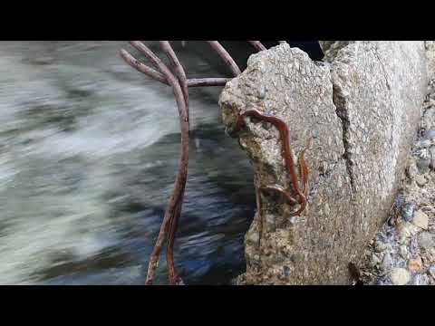 Close-up of elvers climbing