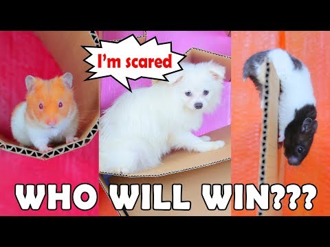 Star Maze Pudding, Panda Hamster And Snowball Dog- Who Will Win?