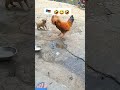 The Rooster And The Puppy A Tale Of Friendship