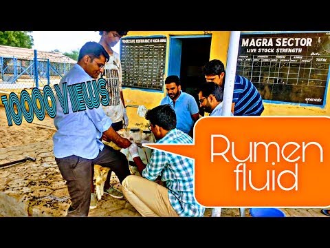 Collection of rumen fluid in sheep