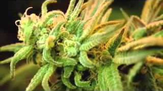 Dr. Lester Grinspoon on the usefulness of Cannabis Marijuana