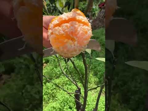 これが、すぐに果樹にホイルを被せるべき理由です。  庭園