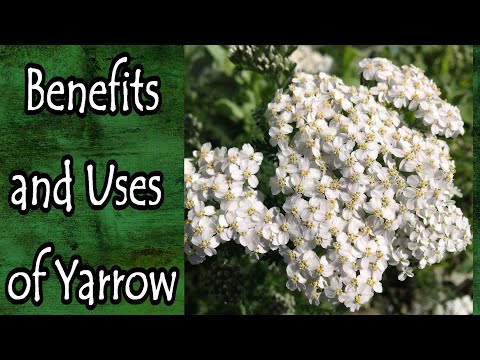 Benefits and Uses of Yarrow (Achillea Millefolium)