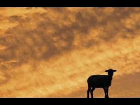 THE SHEEP WILL BE SCATTERED  (Pastor Tim Leech)