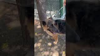 Video preview image #1 German Shepherd Dog-Unknown Mix Puppy For Sale in Woodland Hills, CA, USA