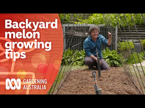How to grow watermelon varieties in a small space | Growing Fruit and Vegies | Gardening Australia