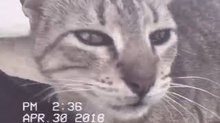 Pj Harvey - Broken Harp (VHS VIDEO)