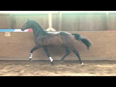 30. Mecklenburger Körtage 2020 - Kat.Nr. 65 Junghengst v. Cornetino - Casall