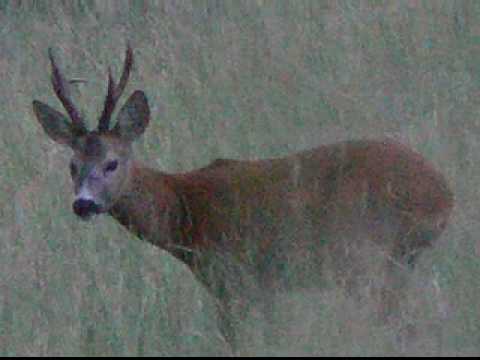 PRESENTAZIONE VANESERVICE