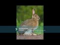 THE ABC S AT THE ZOO 2025 PART 13