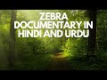 Zebra Documentary In Urdu And Hindi