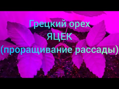 Грецкий орех ЯЦЕК в комнатных, идеальных условиях за 40 дней.