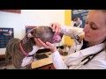 Banfield Pet Hospital - How To Check For Signs Of Dental Disease In Dogs And Cats