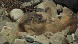 preview picture of video 'Musée des Minéraux et de la Faune des Alpes'