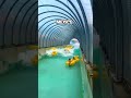 Lazy rivers in USA vs Mexico! #shorts