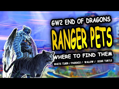 GW2 END OF DRAGONS RANGER PETS WHRE TO FIND THEM
